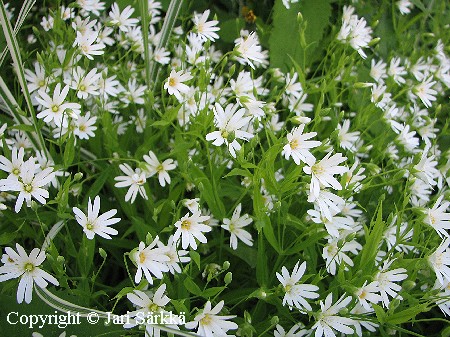 Stellaria holostea